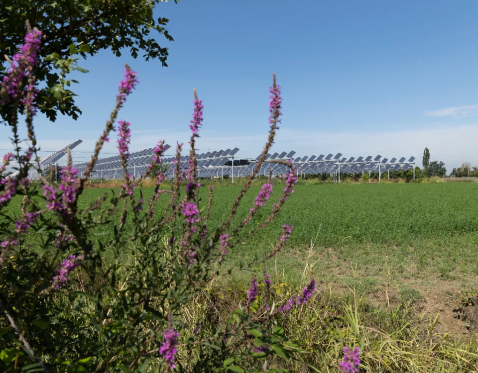 lavorare nell'agrivoltaico