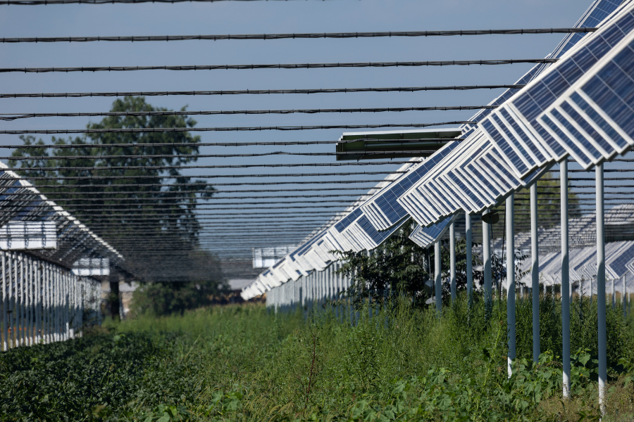 i benefici dell'agrivoltaico per la siccità