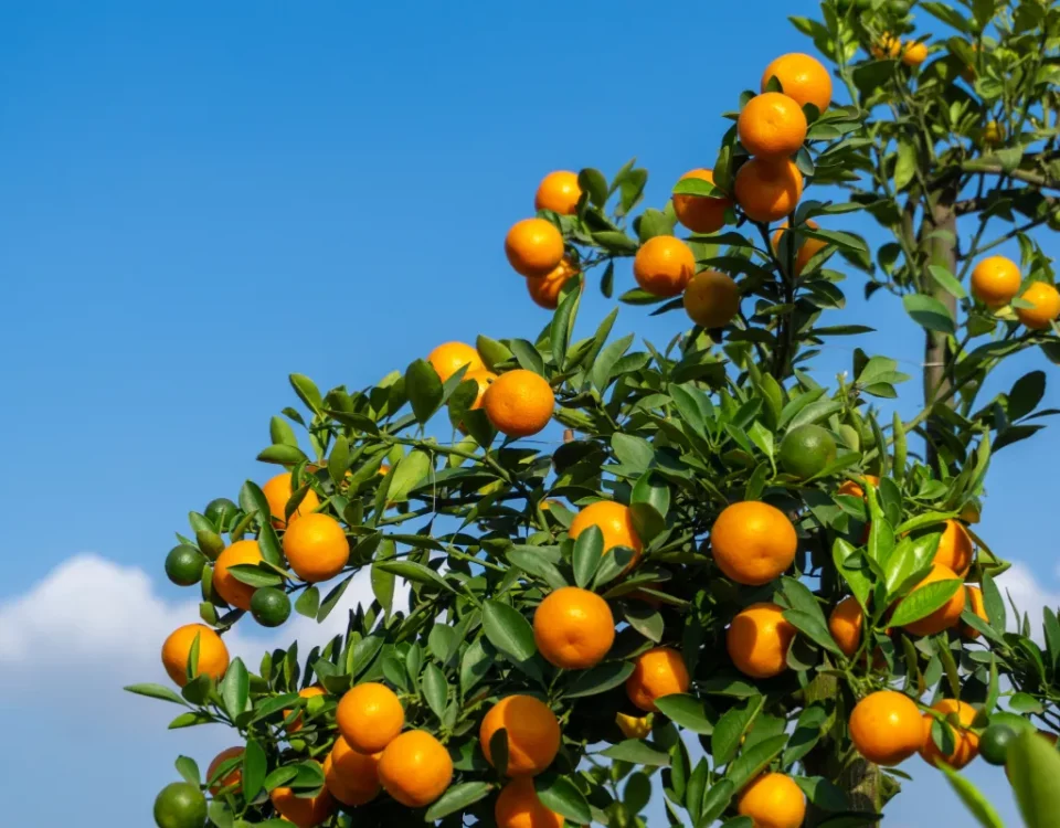 agrivoltaico avanzato sicilia agrumi