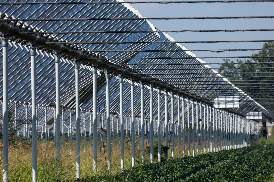 agrivoltaico in sicilia nuovo progetto